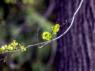 The Canadian maple blooms in the city park