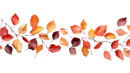 Colorful autumn leaves arrangement nature graphic design isolated on transparent background