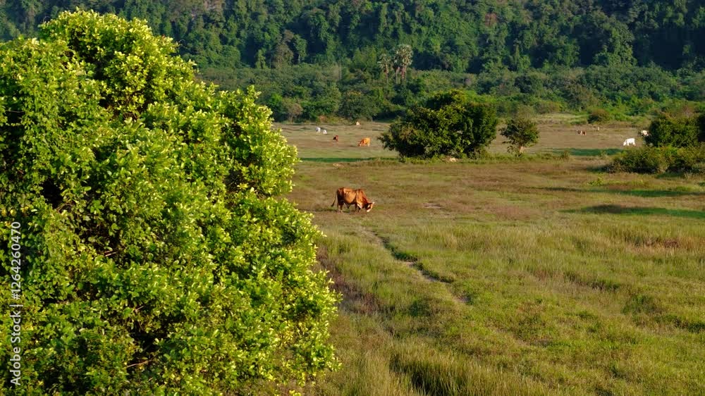 Poster aerial drone shot of a field with lots of greenery and cattle grazing on the grass, a large tree in 