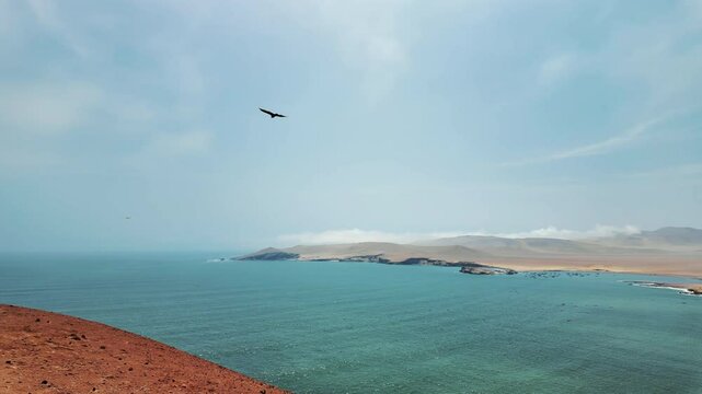 A bird gliding in the air with the Pacific Ocean coast in the background at Paracas National Reserve, Peru, South America.