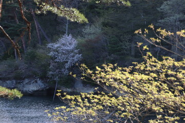 馬の背の遊歩道