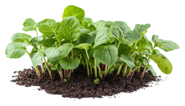 Growing fresh radishes in home gardens vegetables nature isolated on transparent background