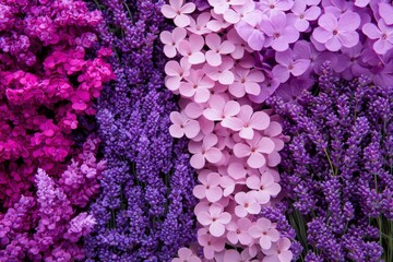 Colorful Phlox and Lavender Flowers for Floral Design and Aromatherapy