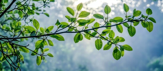 Obraz premium Forest branch with green leaves, sunlit, misty background, nature poster