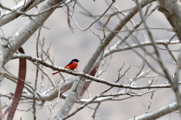 Scarlet Minivet on the branch