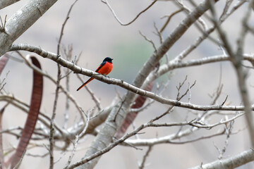 Scarlet Minivet on the branch