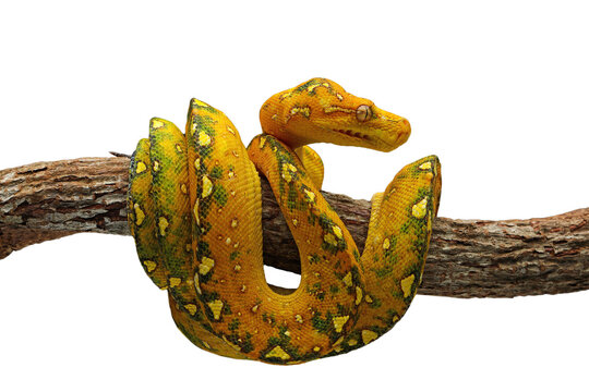 Green Tree Python (Morelia viridis) juvenile origin from Papua - Indonesia, is non-poisonous snake. [PNG form]