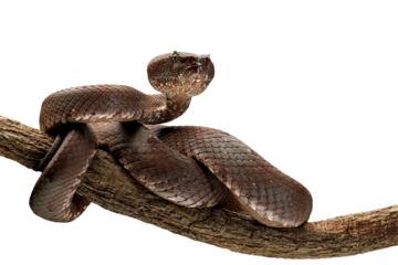 Trimeresurus puniceus mostly has a foul temper. They are not active hunters but very accurate sit and wait predators. [PNG form]