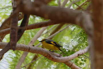 Scarlet Minivet on the branch