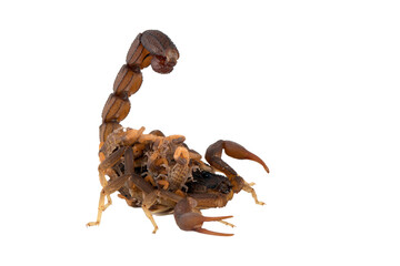 Hottentotta caboverdensis is a species of scorpions of the family Buthidae. The specific name caboverdensis refers to Cape Verde, where the new species was found. [PNG form]