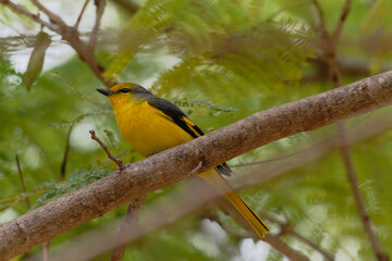 Scarlet Minivet on the branch
