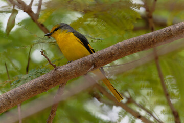 Scarlet Minivet on the branch