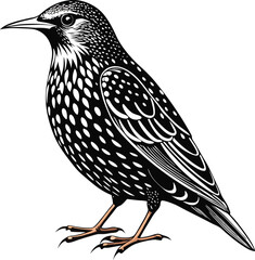 starling-black-and-white.