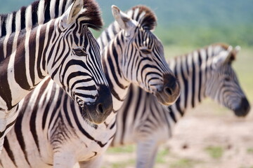 A potraite of Zebra