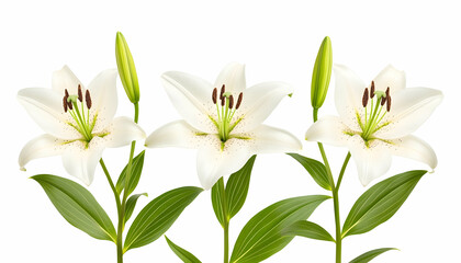 Lily flowers on white background for presentations and spring themes generative AI