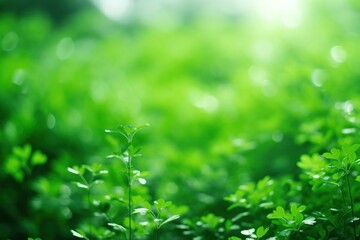 Obraz premium Green outdoors plant herbs.