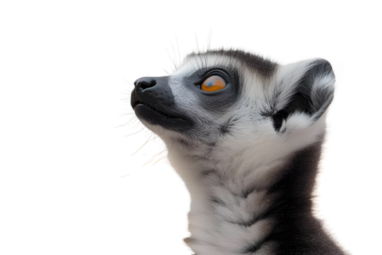 Meerkat standing watercolor painted illustration. Hand drawn africa single mongoose animal. African suric