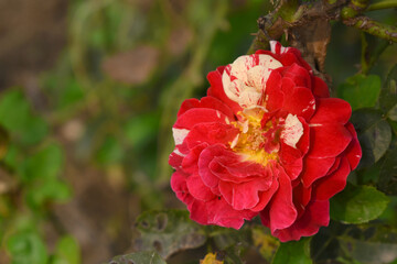 Beautiful red white rose flower closeup in garden, A very beautiful red white rose flower bloomed on the rose tree, Rose flower closeup, bloom flowers, Natural spring flower, Natural floral background