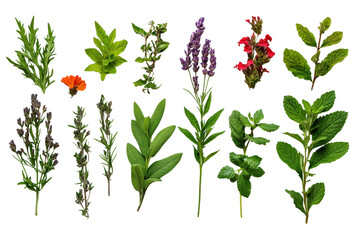 Herb garden collection outdoor plant bright light isolated on transparent background