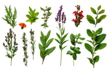 Herb garden collection outdoor plant bright light isolated on transparent background