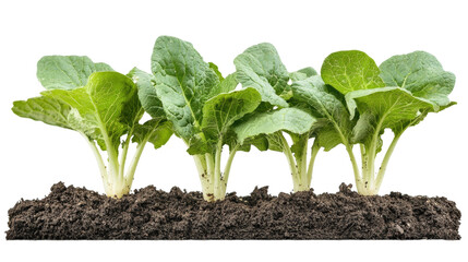 Growing fresh romaine lettuce in organic soil garden nature isolated on transparent background