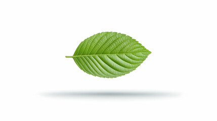 Obraz premium Single leaf with veins on white background, used for nature and plant concepts generative AI