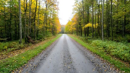 Obraz premium Autumnal Forest Path: A Wet Gravel Road Through Colorful Trees