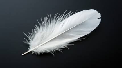 Obraz premium Single white feather on black background. Perfect for themes of lightness, peace, or fragility.