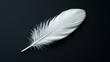 Fototapeta premium Single white feather on black background. Perfect for themes of lightness, peace, or fragility.