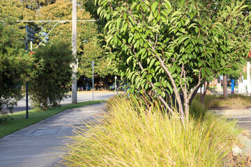 footpath in melbourne outer western suburb lined with landscaping grasses and trees