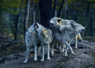 Eastern timber wolves howling on a rock.