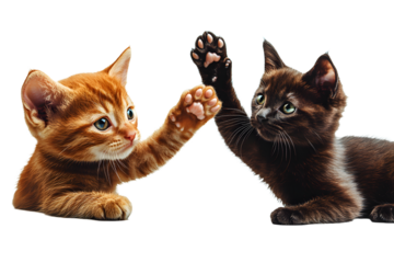 Persian leopard Cub (6 weeks) in front of a white background
