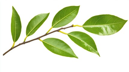 Fototapeta premium Green leaves on a branch showcasing fresh foliage against a white background, ideal for nature themes