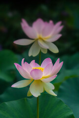 Fototapeta premium Graceful Pink Lotus Flowers in Bloom with Soft Green Background