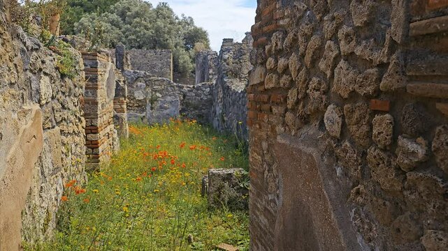 Colorful wildflowers wave amid ruins of Pompeii, Italy