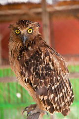 **Stock Image Description:**  
A close-up photograph of an owl perched on a branch, displaying its striking yellow eyes and sharp black beak. The owl's feathers are a mix of brown, cream, and black wi
