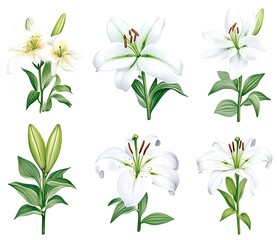 Elegant White Lilies: A Stunning Floral Collection