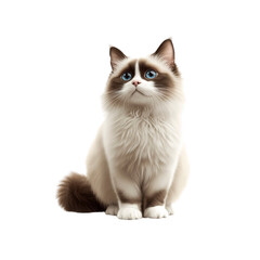 Obraz premium Adorable Ragdoll Kitten Sitting and Looking Up