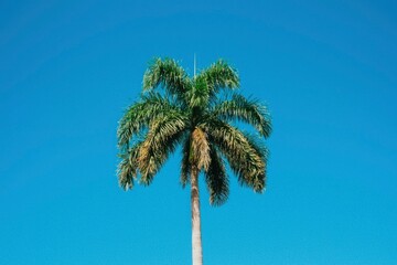 Obraz premium Palm tree against a clear sky for travel promotions and tropical climate imagery