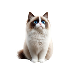Obraz premium Adorable Ragdoll Kitten with Striking Blue Eyes, Sitting and Looking Up