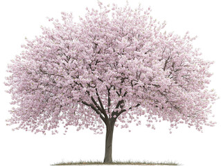 Obraz premium 桜の木のイラスト｜自然・和風デザインに最適