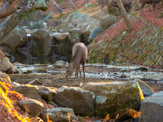 奈良公園吉城川沿いの鹿
