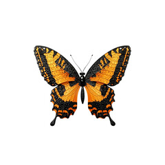Fototapeta premium Vibrant Orange and Black Butterfly on on white background