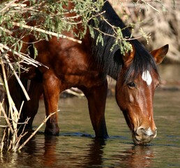 Wild Horse in the River 
