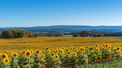 Gentle Breeze Rustles Through Sunflower Fields Rural Landscape Photography Daylight Serene Atmosphere