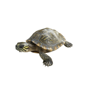 Yellow-Spotted River Turtle Crawling on on white background
