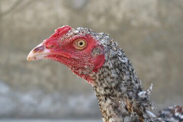 A rooster with a red comb and beak stands in front of a wall, Portrait of a rooster face closeup, Aseel rooster closeup, rooster's head. Sharp eyes with hard beak and red crested, chicken face closeup