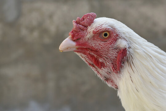 A rooster with a red comb and beak stands in front of a wall, Portrait of a rooster face closeup, Aseel rooster closeup, rooster's head. Sharp eyes with hard beak and red crested, chicken face closeup