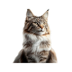 Obraz premium Majestic Maine Coon Cat Portrait Against on white background