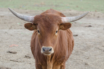 portrait of a bull, bull on a farm, bull with horns, portrait of a bull